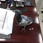 В Кувейте задержан голубь-контрабандист