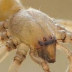9 самых ядовитых пауков в мире