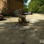 В Екатеринбурге старый пень посреди дороги закатали в асфальт