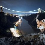 Фотограф выслеживает диких животных, которые просачиваются к людям в города