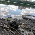 В Екатеринбурге в Городском пруде найден человеческий череп