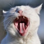 Почему у кошек шероховатый язык?