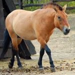Пржевальский: как азартные игры помогли найти лошадь