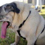 Ветеринары просят не покупать собак плосконосых пород