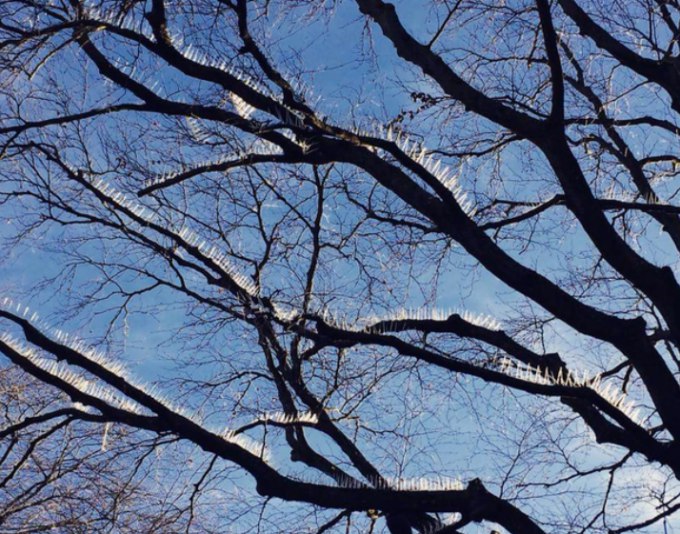 В Англии деревья усыпали шипами, чтобы уберечь владельцев автомобилей от злобных птиц
