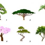 Выберите дерево и узнайте свою доминирующую черту характера