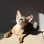 8 самых умных пород кошек
