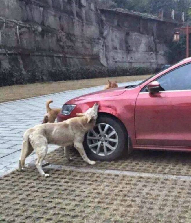 Машину покусали собаки