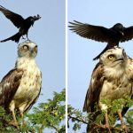20 доказательств того, что вороны — самые наглые птицы на свете