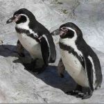 Интересные факты: Пингвины не имеют вкуса к сладкому, выяснили ученые