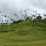 Кокора – долина уникальных пальм. Ты такого еще не видел!
