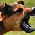 Спецназ советует: как действовать при нападении собаки