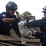 11+ трогательных фотографий спасения животных, которые попали в беду