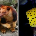 15 фото редких животных, доказывающих, что природе ещё есть, чем нас удивить