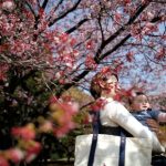 Цветение сакуры в национальном парке Синдзюку Гёэн в Токио