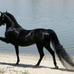 10 самых прекрасных пород лошадей, которые просто завораживают красотой